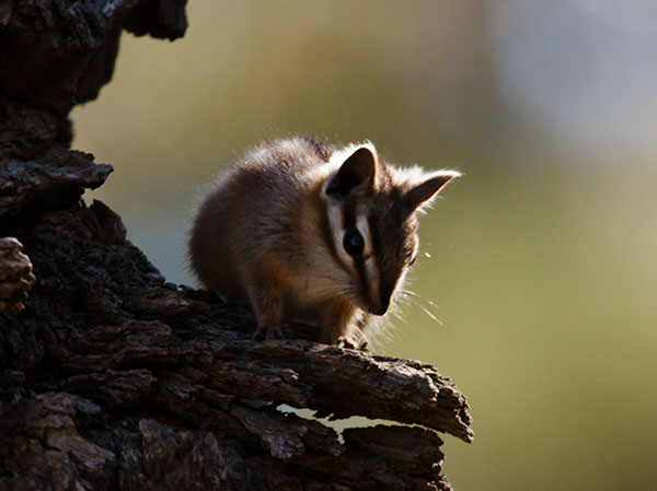 Cliff Chipmunk Tamias dorsalis