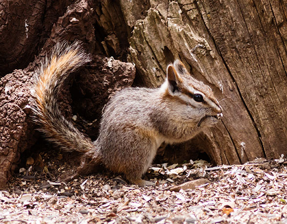 Cliff Chipmunk Tamias dorsalis 
