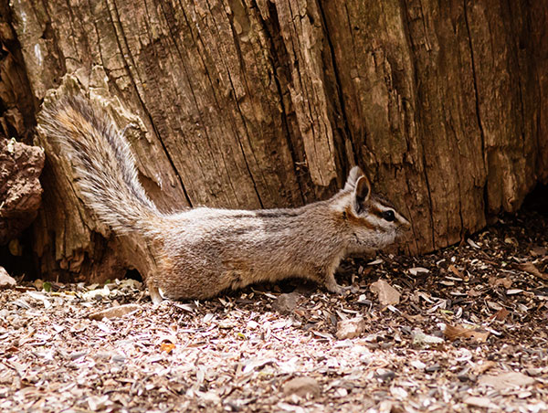 Cliff Chipmunk Tamias dorsalis 
