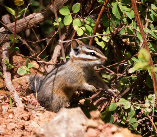 Cliff Chipmunk Tamias dorsalis 