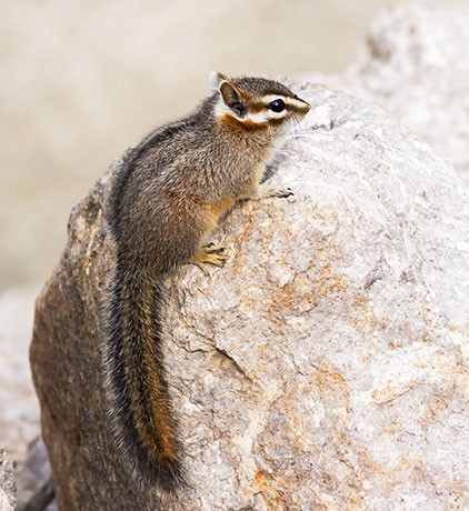 Cliff Chipmunk Tamias dorsalis 