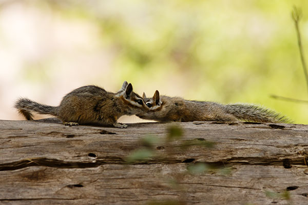 Cliff Chipmunk Tamias dorsalis 