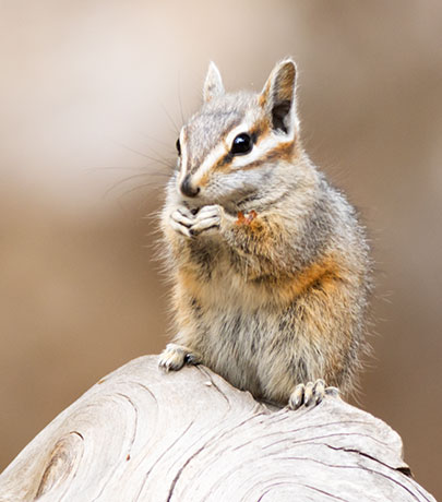 Cliff Chipmunk Tamias dorsalis 