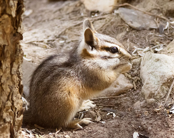Cliff Chipmunk Tamias dorsalis 