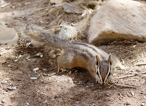 Cliff Chipmunk Tamias dorsalis 