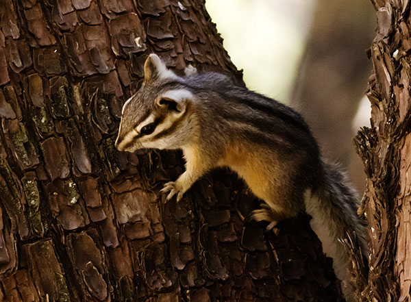 Cliff Chipmunk Tamias dorsalis 