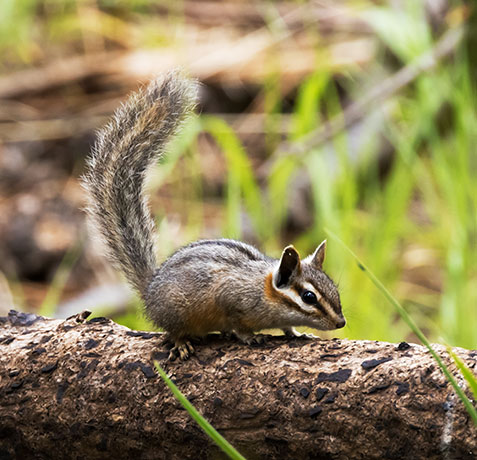 Cliff Chipmunk Tamias dorsalis 