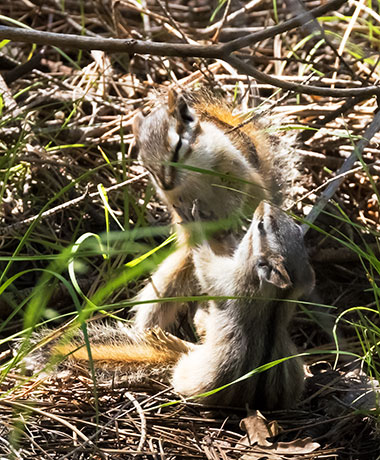 Cliff Chipmunk Tamias dorsalis 