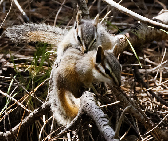 Cliff Chipmunk Tamias dorsalis 