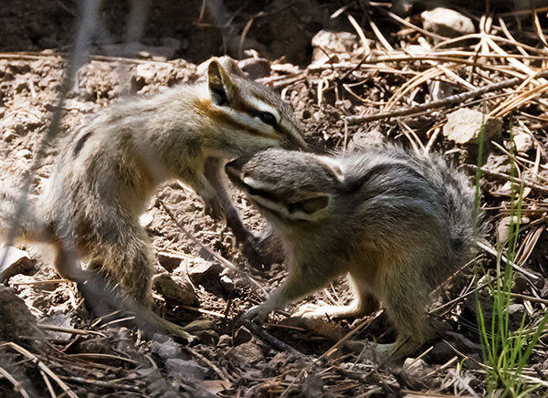 Cliff Chipmunk Tamias dorsalis 