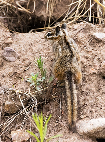 Cliff Chipmunk Tamias dorsalis 
