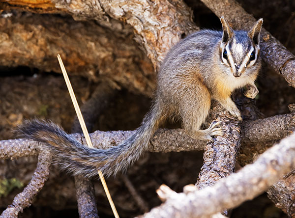 Cliff Chipmunk Tamias dorsalis 