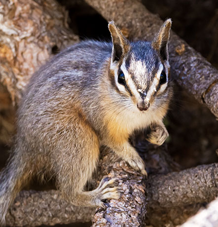 Cliff Chipmunk Tamias dorsalis 