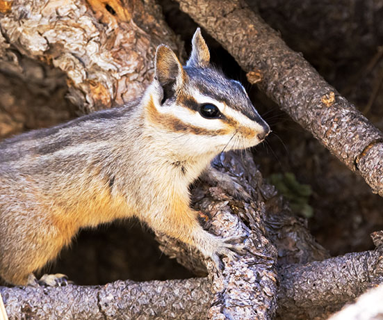Cliff Chipmunk Tamias dorsalis 