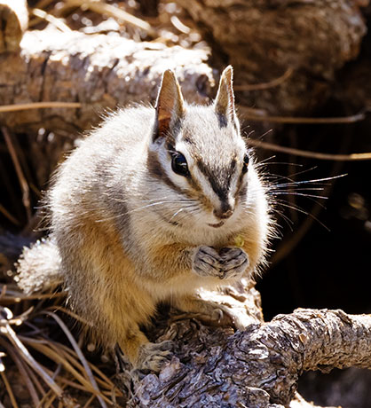 Cliff Chipmunk Tamias dorsalis 