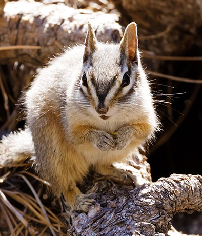 Cliff Chipmunk Tamias dorsalis 