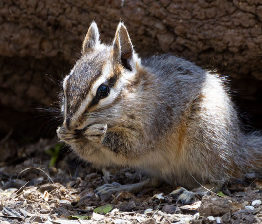 Cliff Chipmunk Tamias dorsalis 
