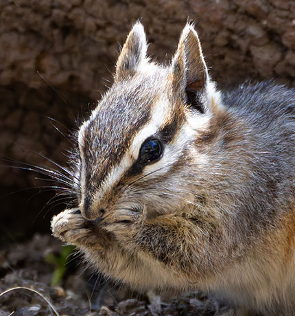 Cliff Chipmunk Tamias dorsalis 