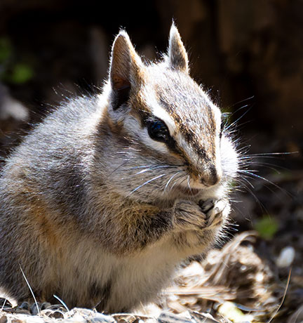 Cliff Chipmunk Tamias dorsalis 