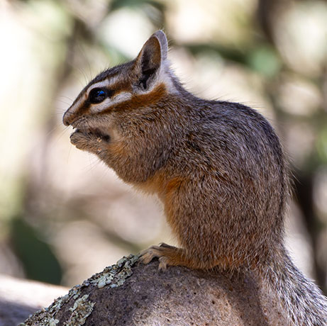 Cliff Chipmunk Tamias dorsalis 