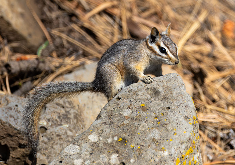 Cliff Chipmunk Tamias dorsalis 