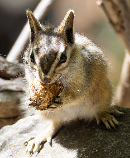Cliff Chipmunk Tamias dorsalis 