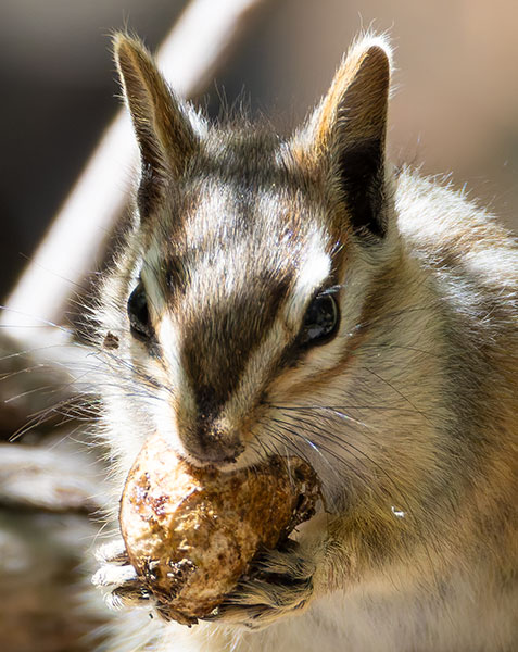 Cliff Chipmunk Tamias dorsalis 