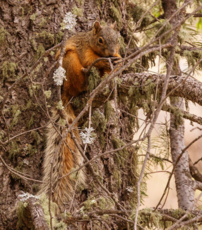 Mexican Fox Squirrels (Chiricahua Squirrel, Apache Squirrel, Nayarit Squirrel) Sciurus nayaritensisf