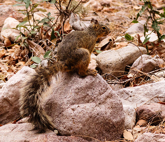 Mexican Fox Squirrels (Chiricahua Squirrel, Apache Squirrel, Nayarit Squirrel) Sciurus nayaritensisf