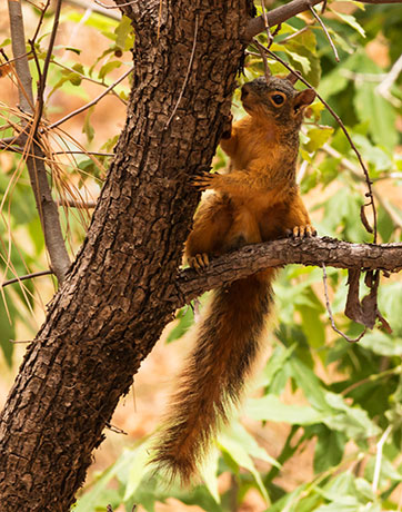 Mexican Fox Squirrels (Chiricahua Squirrel, Apache Squirrel, Nayarit Squirrel) Sciurus nayaritensisf