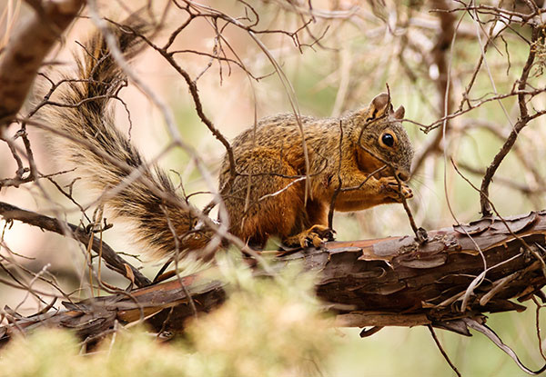 Mexican Fox Squirrels (Chiricahua Squirrel, Apache Squirrel, Nayarit Squirrel) Sciurus nayaritensisf