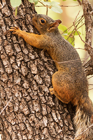 Chiricahua Fox Squirrels (Mexican Squirrel, Apache Squirrel, Nayarit Squirrel) Sciurus nayaritensis Mexican Fox Squirrels (Chiricahua Squirrel, Apache Squirrel, Nayarit Squirrel) Sciurus nayaritensisf