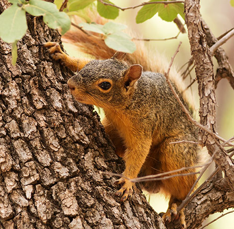 Chiricahua Fox Squirrels (Mexican Squirrel, Apache Squirrel, Nayarit Squirrel) Sciurus nayaritensis Mexican Fox Squirrels (Chiricahua Squirrel, Apache Squirrel, Nayarit Squirrel) Sciurus nayaritensisf
