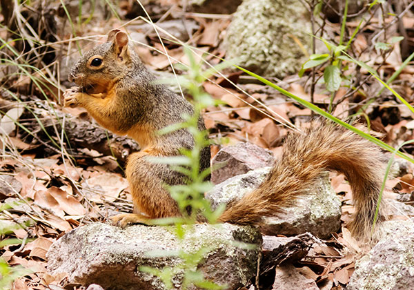 Mexican Fox Squirrels (Chiricahua Squirrel, Apache Squirrel, Nayarit Squirrel) Sciurus nayaritensisf