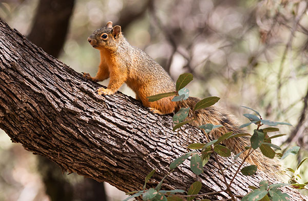 Mexican Fox Squirrels (Chiricahua Squirrel, Apache Squirrel, Nayarit Squirrel) Sciurus nayaritensisf