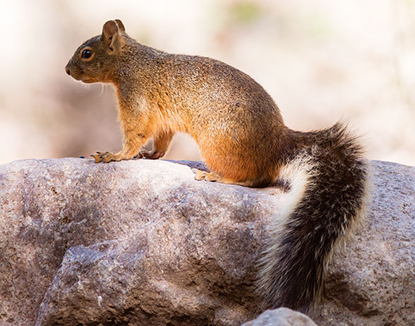 Mexican Fox Squirrels (Chiricahua Squirrel, Apache Squirrel, Nayarit Squirrel) Sciurus nayaritensisf