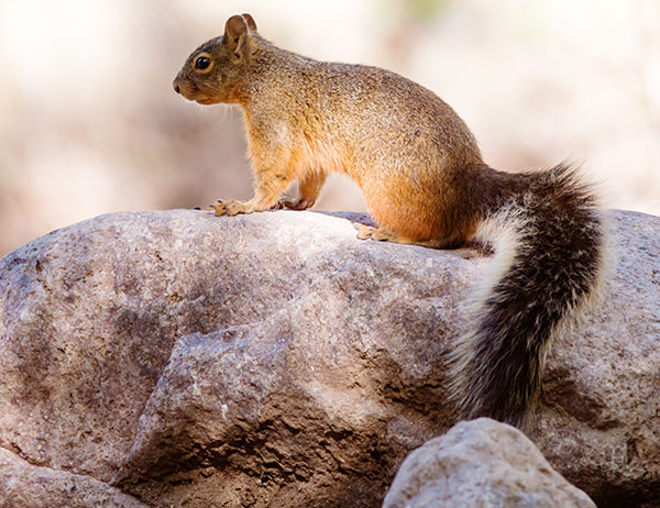 Mexican Fox Squirrels (Chiricahua Squirrel, Apache Squirrel, Nayarit Squirrel) Sciurus nayaritensisf