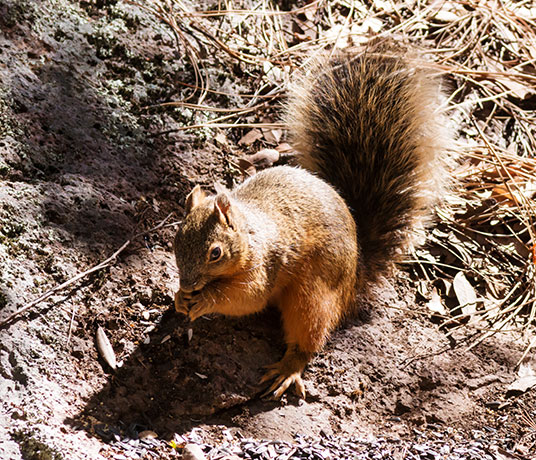 Chiricahua Fox Squirrels (Mexican Squirrel, Apache Squirrel, Nayarit Squirrel) Sciurus nayaritensis Mexican Fox Squirrels (Chiricahua Squirrel, Apache Squirrel, Nayarit Squirrel) Sciurus nayaritensisf