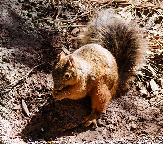 Chiricahua Fox Squirrels (Mexican Squirrel, Apache Squirrel, Nayarit Squirrel) Sciurus nayaritensis Mexican Fox Squirrels (Chiricahua Squirrel, Apache Squirrel, Nayarit Squirrel) Sciurus nayaritensisf