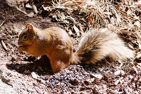 Chiricahua Fox Squirrels (Mexican Squirrel, Apache Squirrel, Nayarit Squirrel) Sciurus nayaritensis Mexican Fox Squirrels (Chiricahua Squirrel, Apache Squirrel, Nayarit Squirrel) Sciurus nayaritensisf