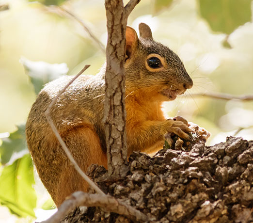 Chiricahua Fox Squirrels (Mexican Squirrel, Apache Squirrel, Nayarit Squirrel) Sciurus nayaritensis Mexican Fox Squirrels (Chiricahua Squirrel, Apache Squirrel, Nayarit Squirrel) Sciurus nayaritensisf