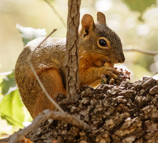 Chiricahua Fox Squirrels (Mexican Squirrel, Apache Squirrel, Nayarit Squirrel) Sciurus nayaritensis Mexican Fox Squirrels (Chiricahua Squirrel, Apache Squirrel, Nayarit Squirrel) Sciurus nayaritensisf