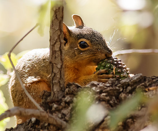 Chiricahua Fox Squirrels (Mexican Squirrel, Apache Squirrel, Nayarit Squirrel) Sciurus nayaritensis Mexican Fox Squirrels (Chiricahua Squirrel, Apache Squirrel, Nayarit Squirrel) Sciurus nayaritensisf