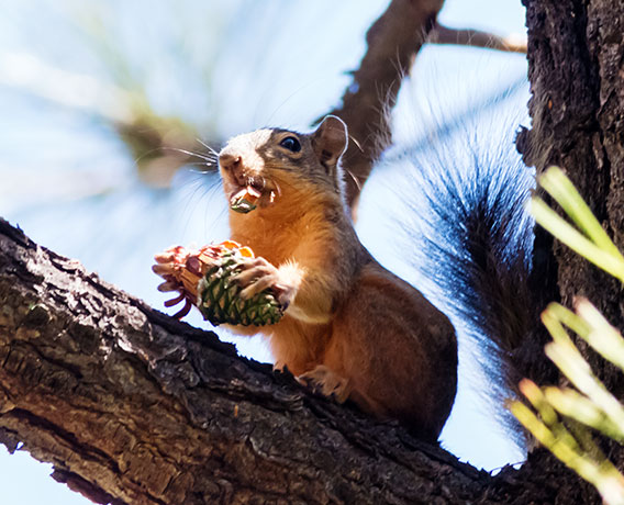 Mexican Fox Squirrels (Chiricahua Squirrel, Apache Squirrel, Nayarit Squirrel) Sciurus nayaritensisf