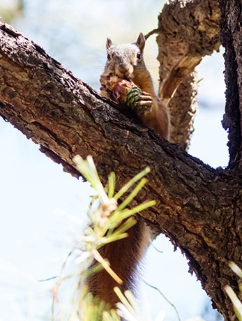 Chiricahua Fox Squirrels (Mexican Squirrel, Apache Squirrel, Nayarit Squirrel) Sciurus nayaritensis Mexican Fox Squirrels (Chiricahua Squirrel, Apache Squirrel, Nayarit Squirrel) Sciurus nayaritensisf