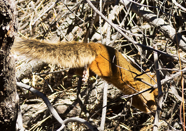 Mexican Fox Squirrels (Chiricahua Squirrel, Apache Squirrel, Nayarit Squirrel) Sciurus nayaritensis Sciurus apache