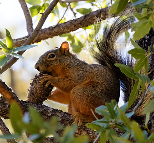 Mexican Fox Squirrels (Chiricahua Squirrel, Apache Squirrel, Nayarit Squirrel) Sciurus nayaritensisf