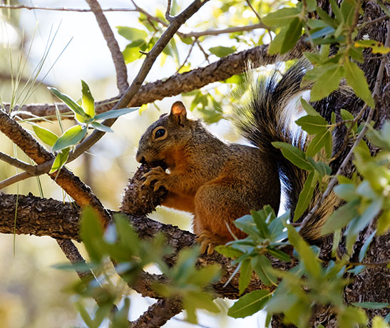 Mexican Fox Squirrels (Chiricahua Squirrel, Apache Squirrel, Nayarit Squirrel) Sciurus nayaritensisf