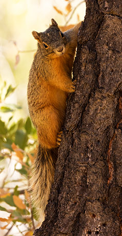 Mexican Fox Squirrels (Chiricahua Squirrel, Apache Squirrel, Nayarit Squirrel) Sciurus nayaritensisf