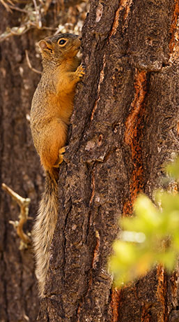 Mexican Fox Squirrels (Chiricahua Squirrel, Apache Squirrel, Nayarit Squirrel) Sciurus nayaritensisf